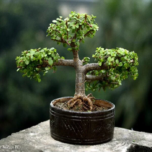 Zade Plant PL