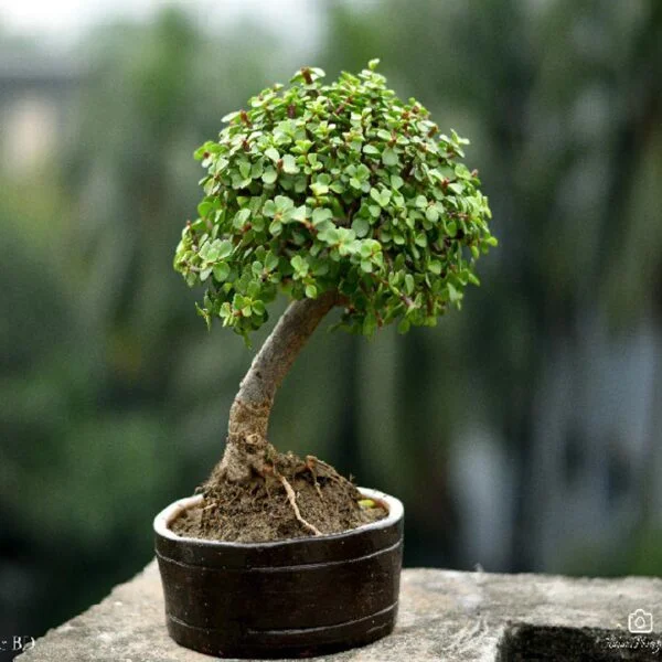 Zade Plant PL