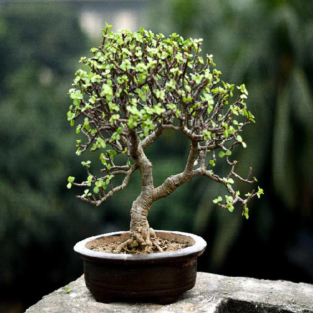 Zade Plant PL Zade Plant PL